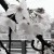 雨と桜。