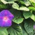 夏の花。 夏の花。
